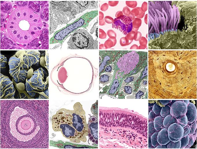 HISTOLOGY Section3 Lecture (20222_200241210_AAUP - JENIN)