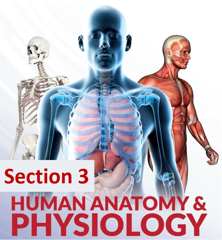 HUMAN ANATOMY PHYSIOLOGY II Section3 Lecture (20231_170112150_AAUP - JENIN)