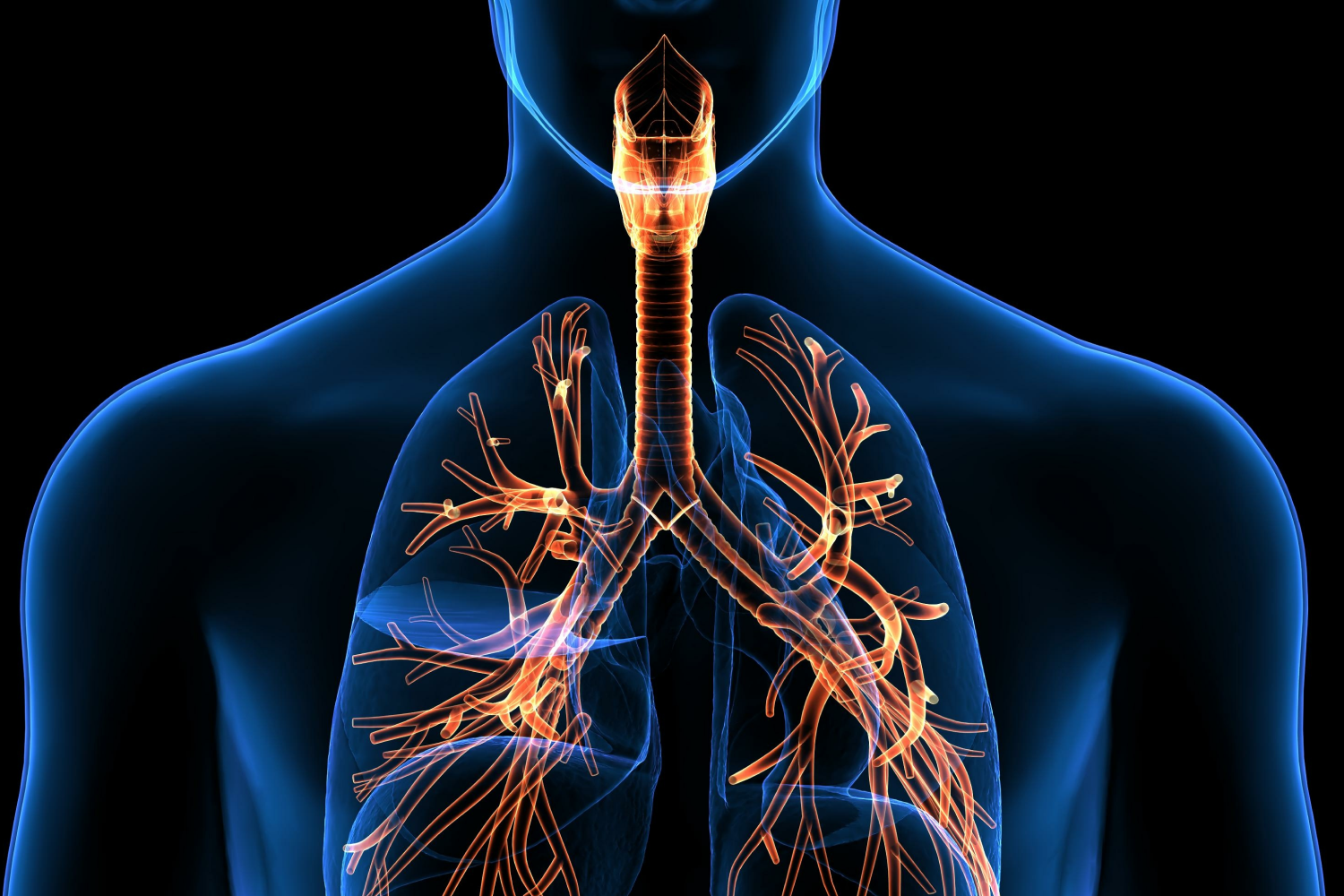 RESPIRATORY SYSTEM Section1 Lecture (20232_200232210_AAUP - JENIN)