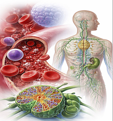 BLOOD AND LYMPHORETICULAR SYSTEM Section4 Lab (20252_200212210_AAUP - JENIN)